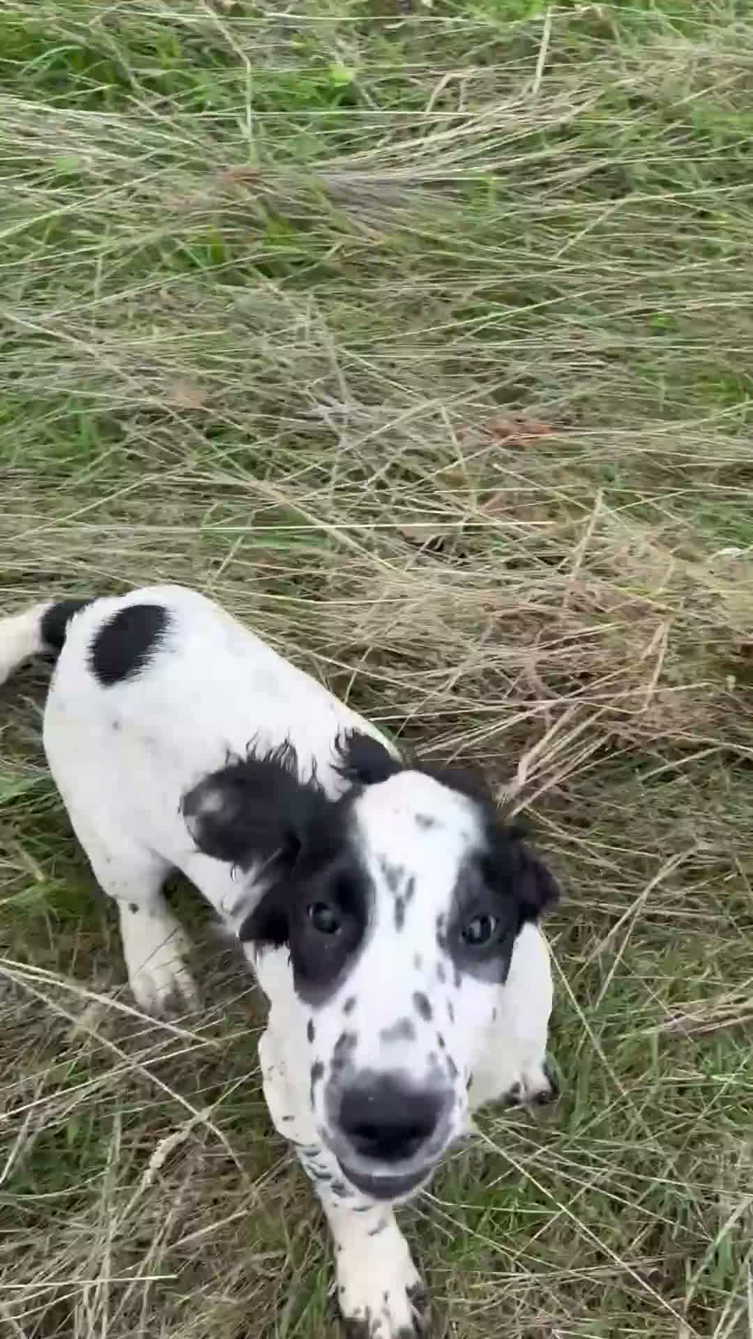 English Springer Spaniel dogs for sale: ESS bitch puppy 4 months black/white  - Video 1