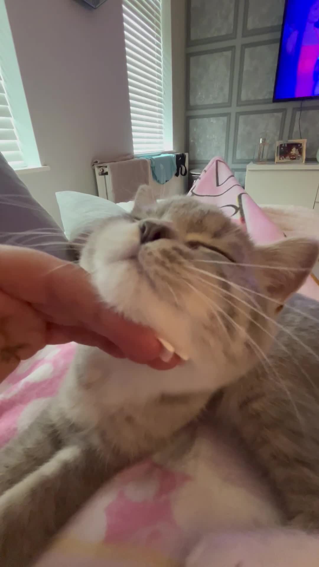 Scottish Fold cats for sale: My beautiful Scottish fold - Video 2