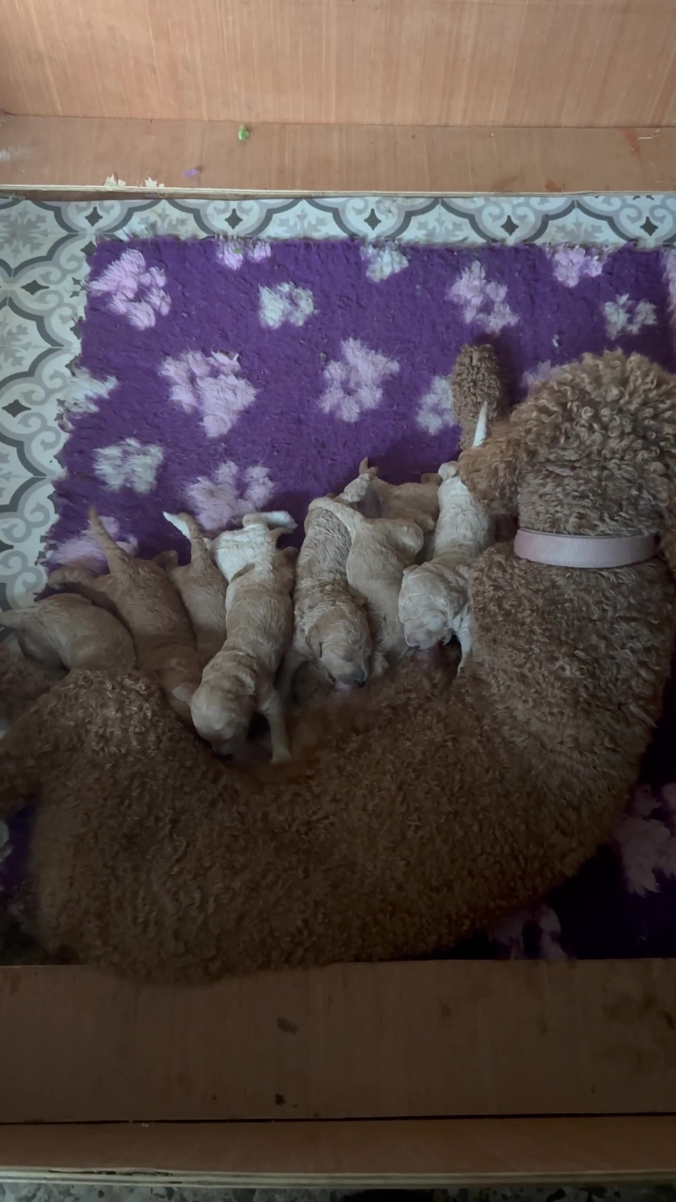 Standard Poodle dogs for sale: Standard Poodle Puppies  - Video 1