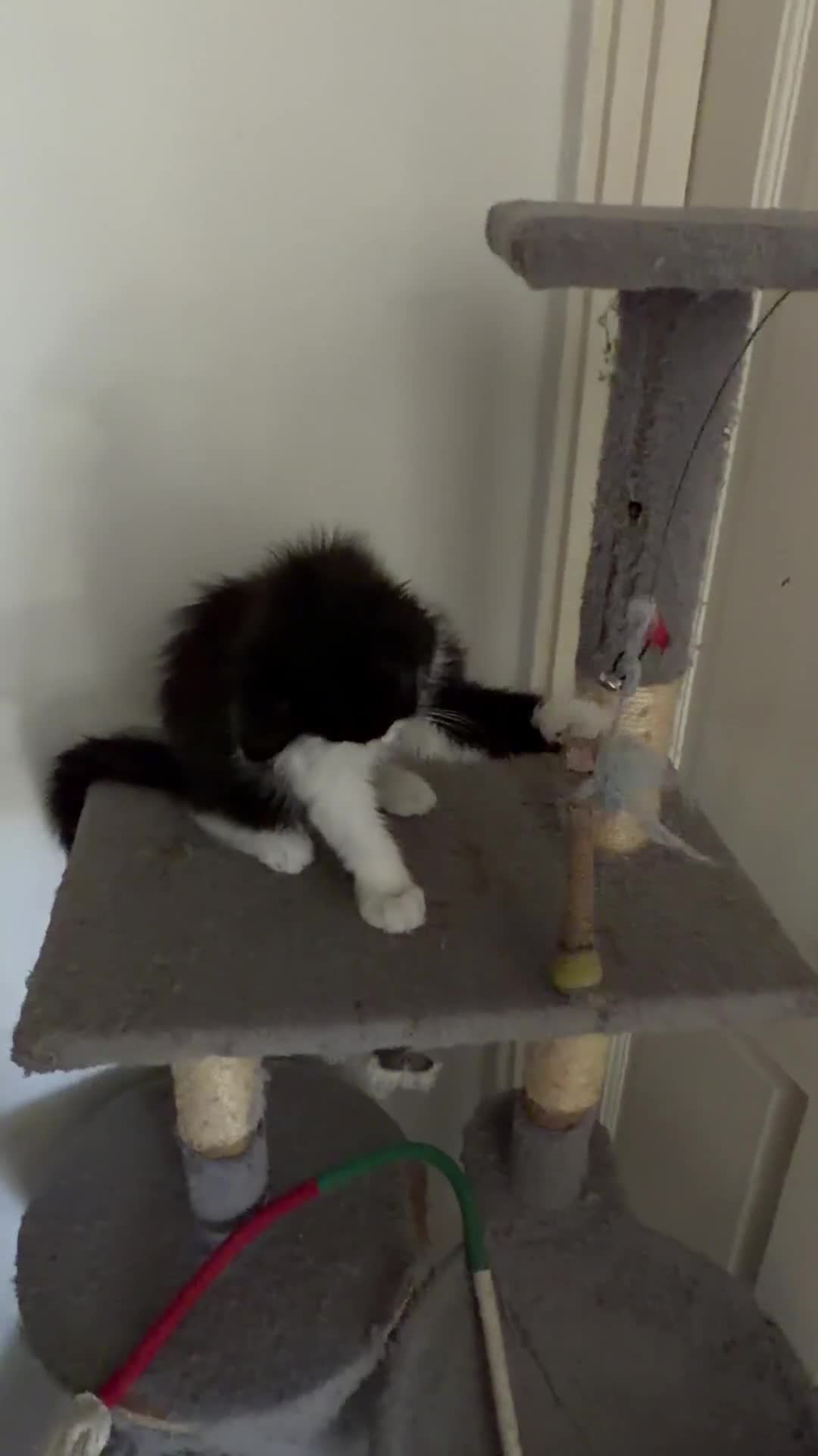 Domestic Shorthair cats for sale: Stunning British Tabby Kittens – Ready April 4th - Video 1