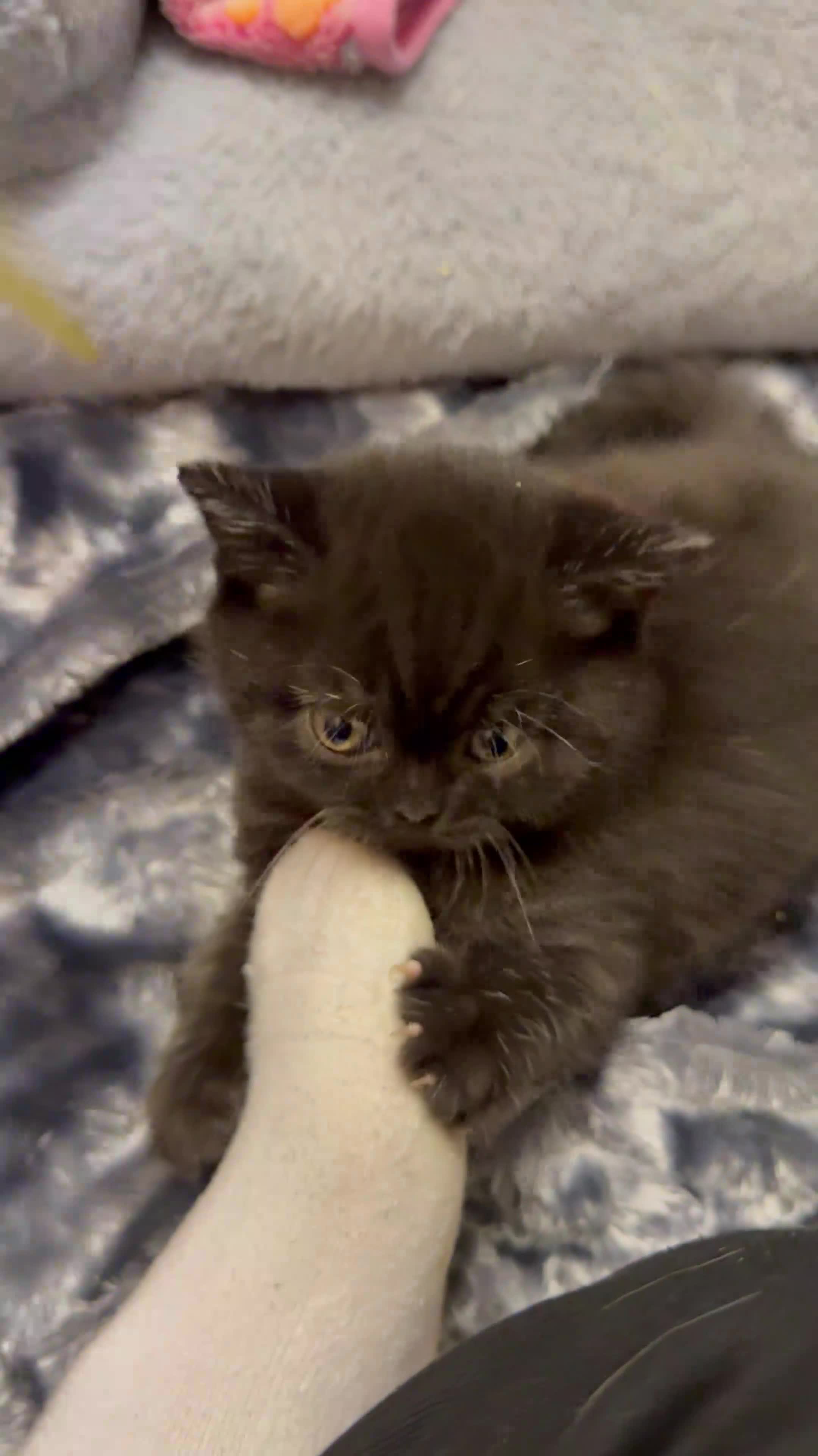 British Shorthair cats for sale: Champion Line British Shorthair Kittens - Video 2