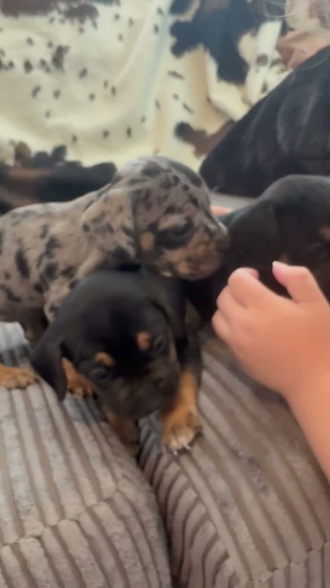 Mixed Breed dogs for sale: 3 gorgeous little babies looking for forever sofas - Video 2