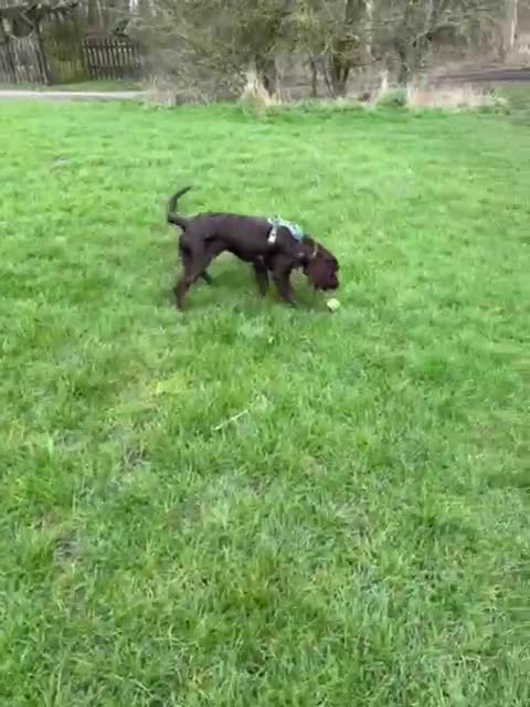 Cocker Spaniel dogs for sale: Chocolate cocker spaniel for rehoming  in Melton Mowbray - Video 1