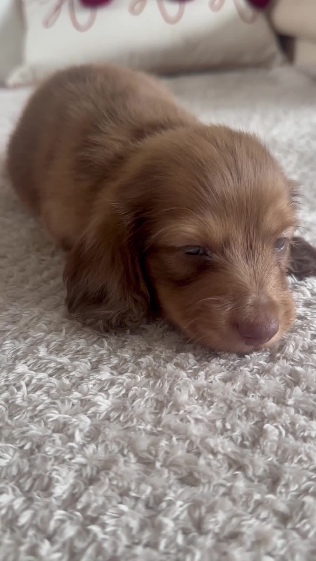 Miniature Dachshund dogs for sale: Top quality long haired miniature dachshunds  - Video 1