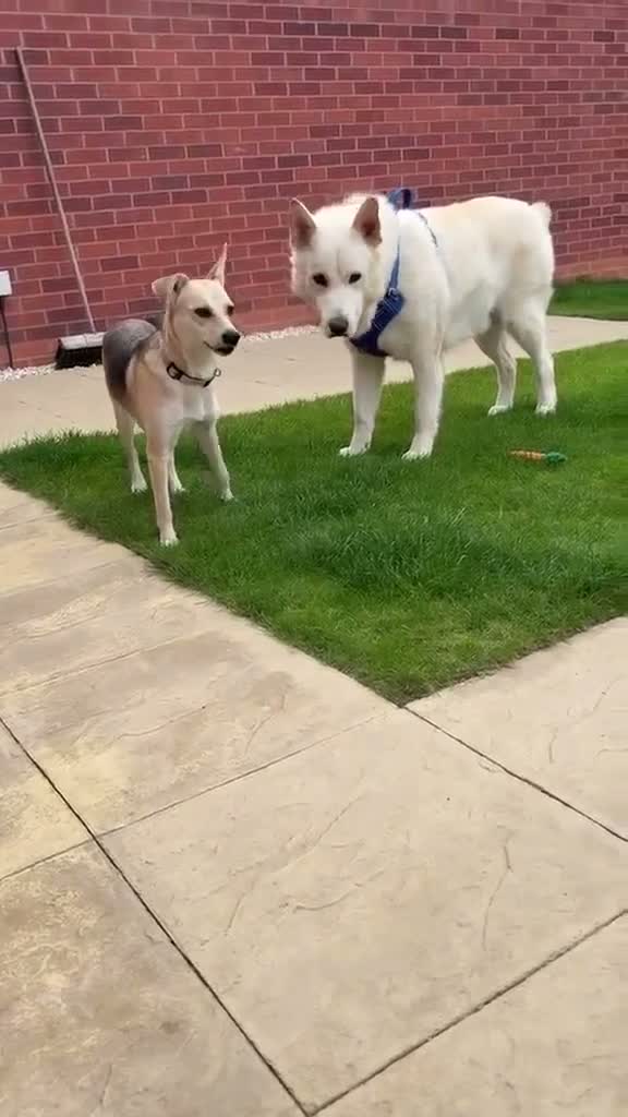 Mixed Breed dogs for adoption: ❤️STELLA & ❤️CARAMEL - ONE SPECIAL FRIENDSHIP in Folkestone - Video 3