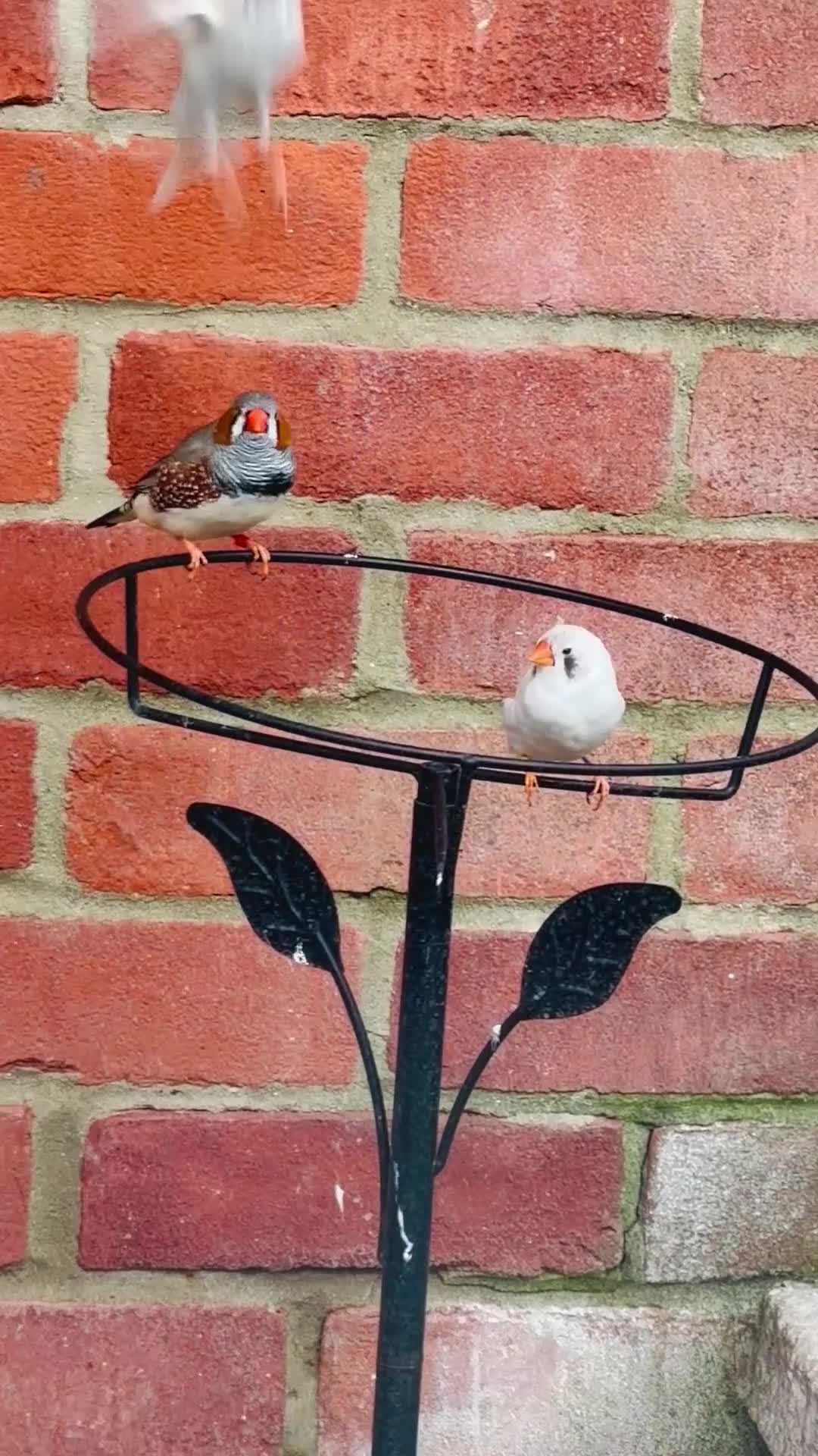 Finches birds for sale: Zebra finches - Video 2