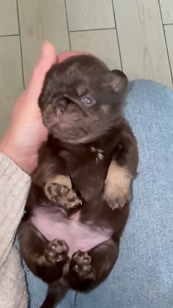 Pug dogs for sale: Kc lilac and choc pugs - 5 star licenced breeder - Video 1