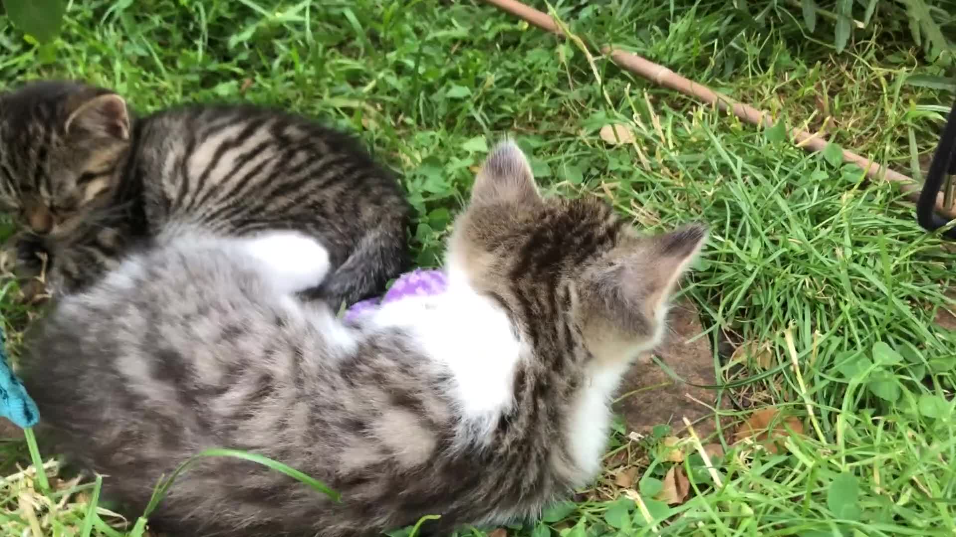 Mixed Breed cats for sale: Little darlings looking for loving homes - Video 3