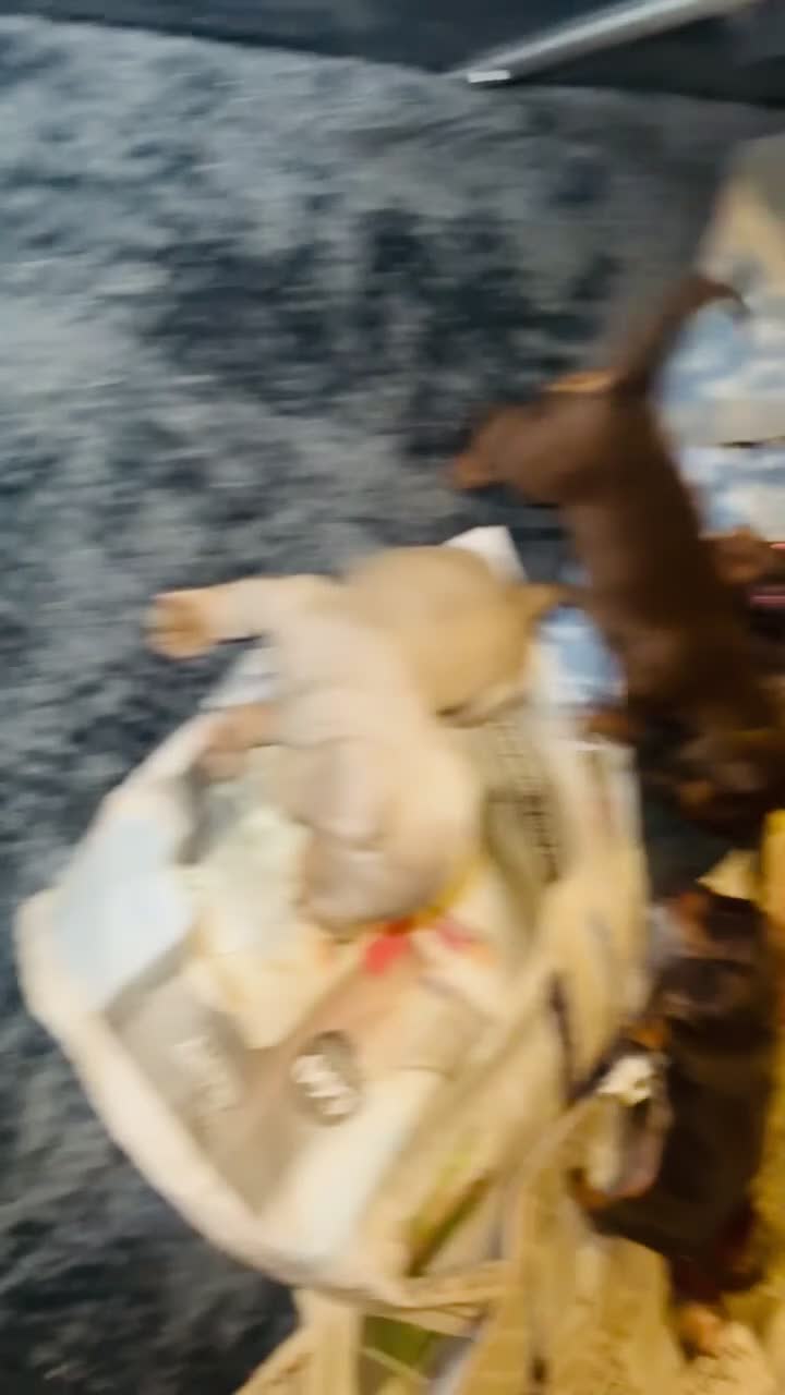 Miniature Dachshund dogs for sale: 👑Quality KC Miniature Dachshund’s👑 - Video 3