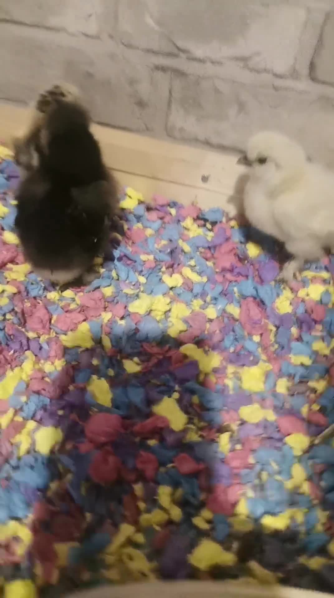Chickens poultry for sale: Silkie Chickens  - Video 1