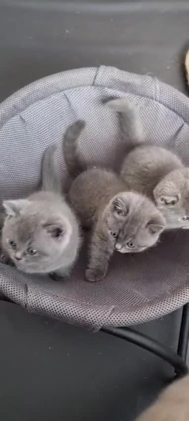 British Shorthair cats for sale: Lilac & Blue BSH Kittens Healthy GCCF Pedigree  - Video 1