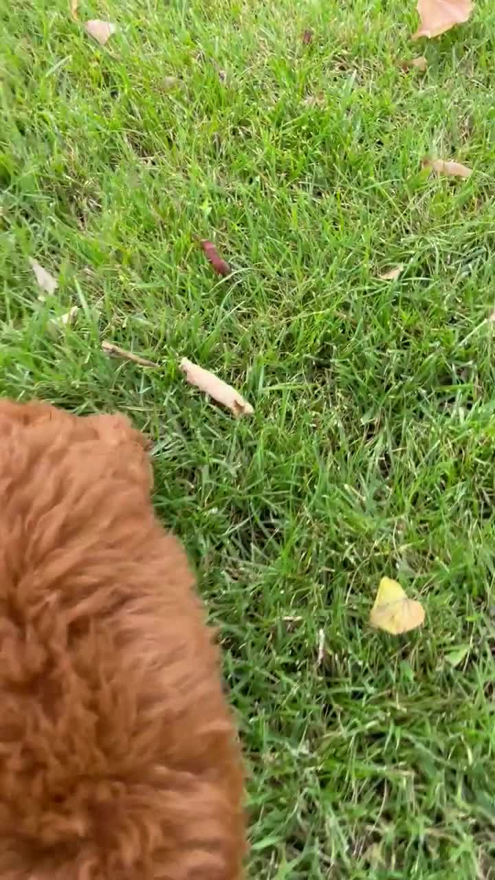 Toy Poodle dogs for sale: Poodle Toy Puppy calm, gentle, with full doc. - Video 2
