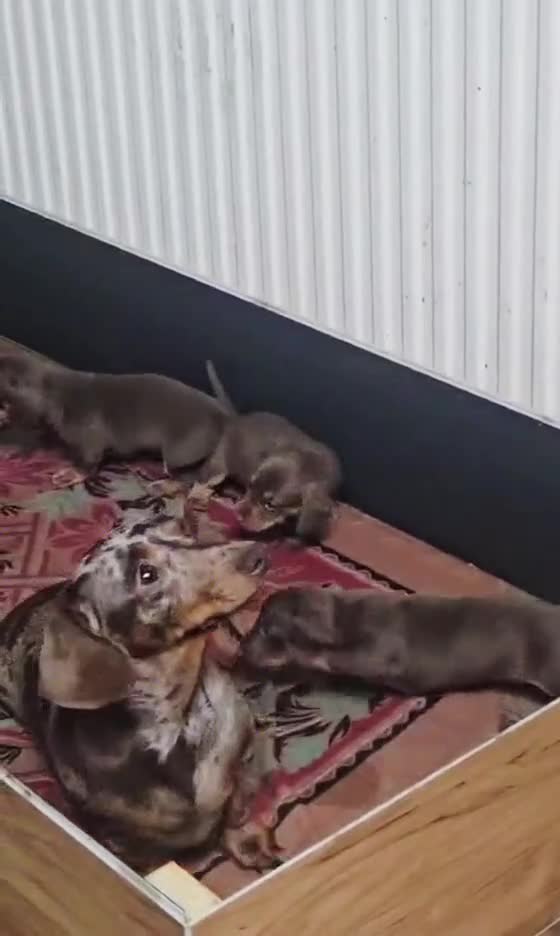 Miniature Dachshund dogs for sale: 5 Georgeous miniature dachsunds - Video 1
