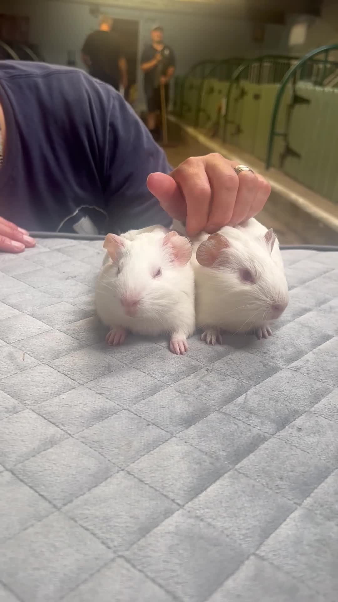 Guinea Pig rodents for sale: Lovely baby guinea pigs for sale  - Video 1