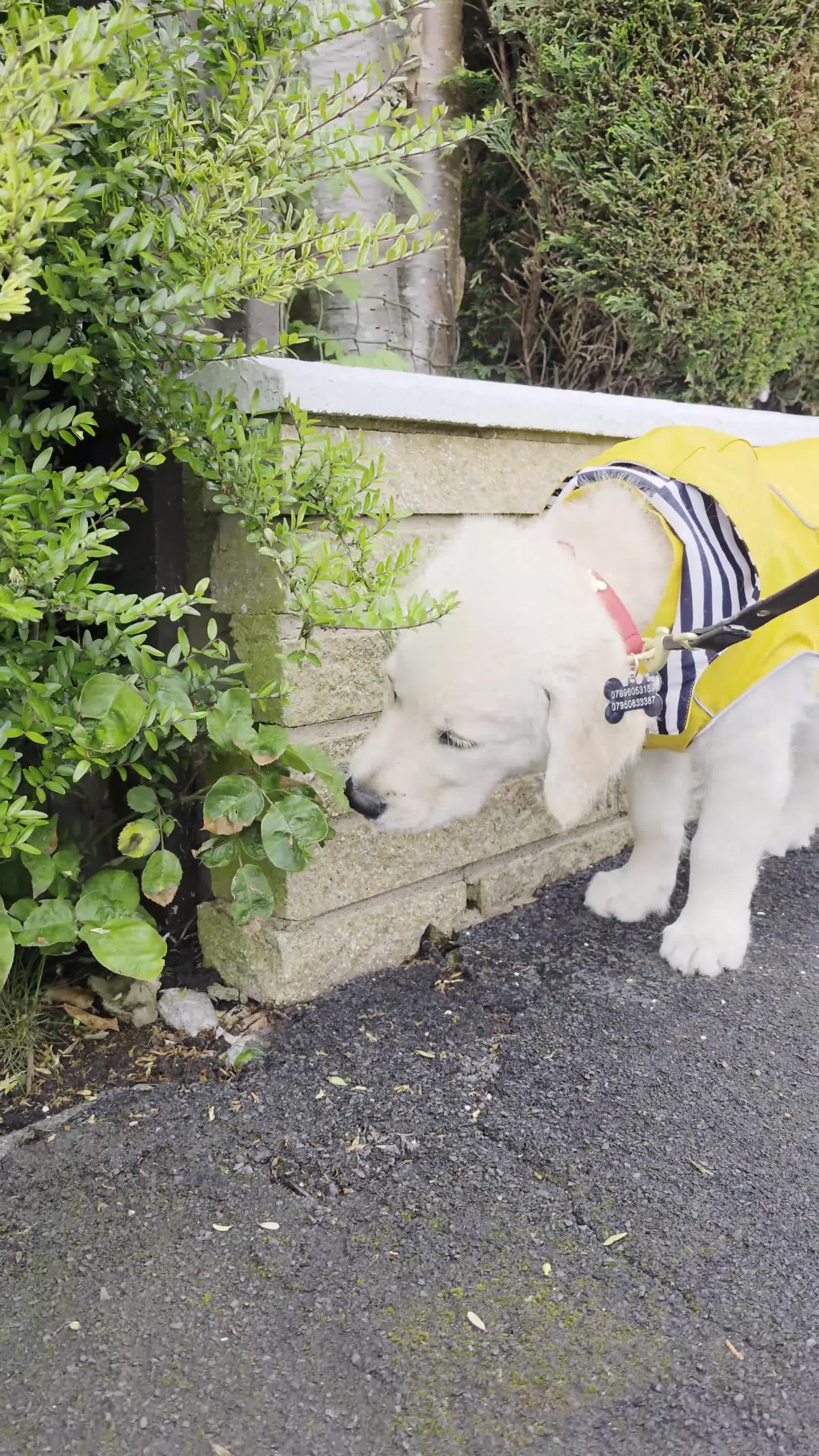 Golden Retriever dogs for sale: Golden Retriever George  in Wigan - Video 2