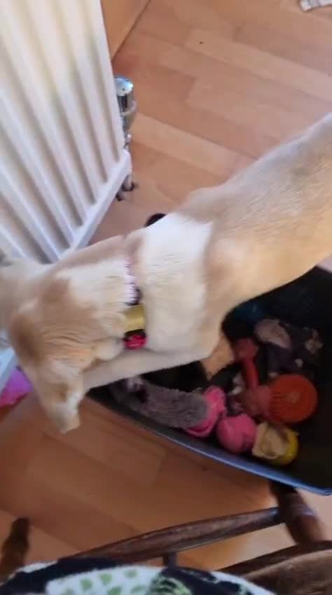 Mixed Breed dogs for adoption: Dill the dog - Video 1