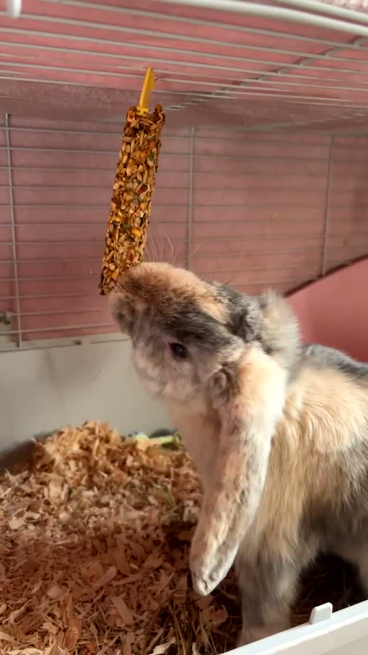 English Lop rabbits for sale: Merl English lop - Video 1