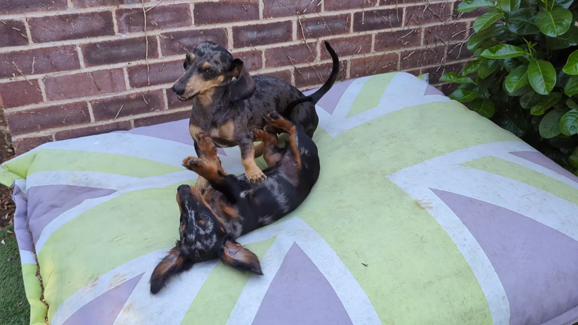 Miniature Dachshund dogs for sale: Dachchund puppy boy in Wellingborough - Video 2