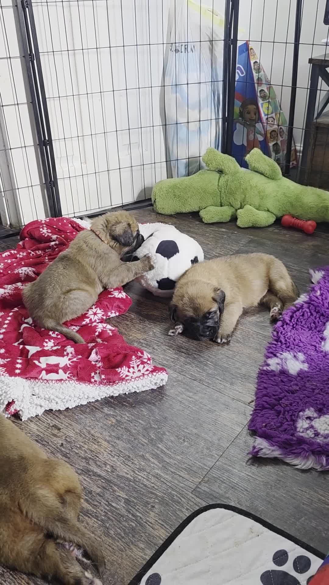 Saint Bernard dogs for sale: Saint de bordeaux puppies  - Video 1