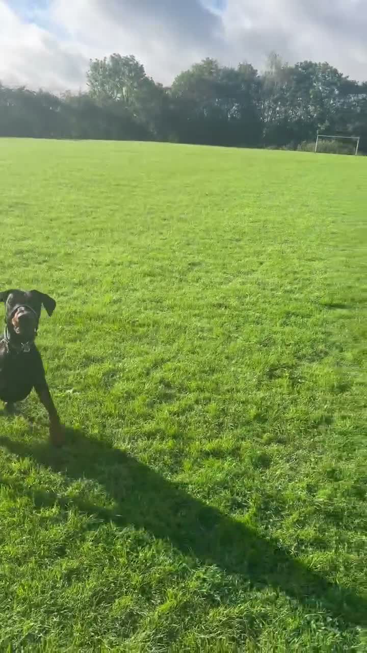 Dobermann dogs for sale: Diablo  - Video 1