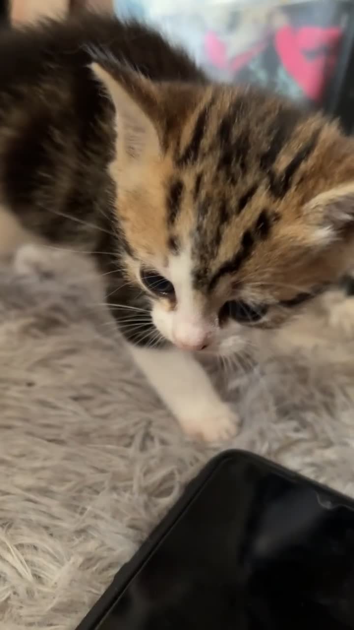 British Shorthair cats for sale: 4 tabby kittens  - Video 1