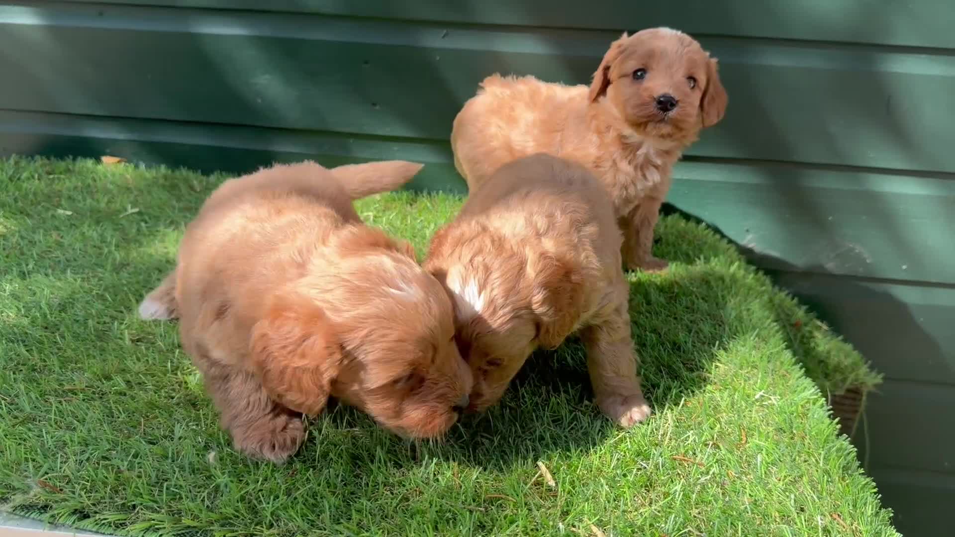 Cockapoo dogs for sale: Gorgeous Toy Cockapoo pups - Video 1