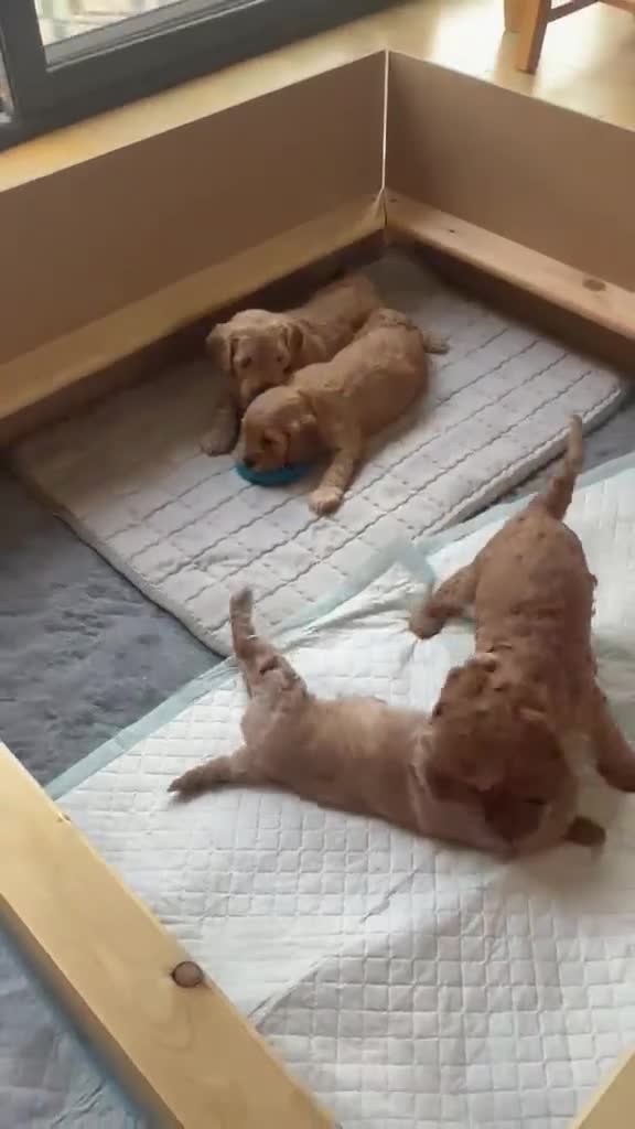 Mixed Breed dogs for sale: Beautiful Golden Cavadoodle Puppies for Sale. - Video 2