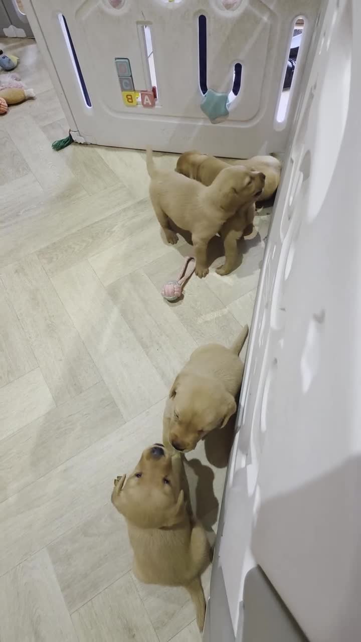 Labrador Retriever dogs for sale: 1 BEAUTIFUL FOX RED KC GIRL, HEALTH TESTED PARENTS - Video 3