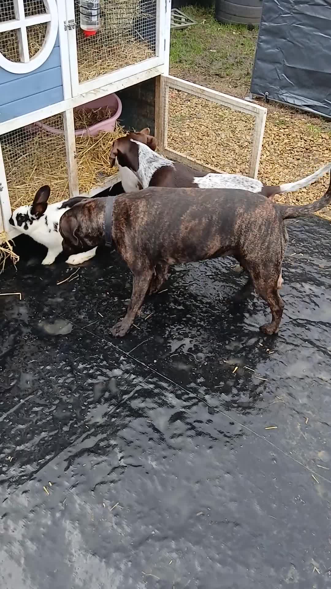 Mini Lop rabbits for sale: 2 male rabbits - Video 1