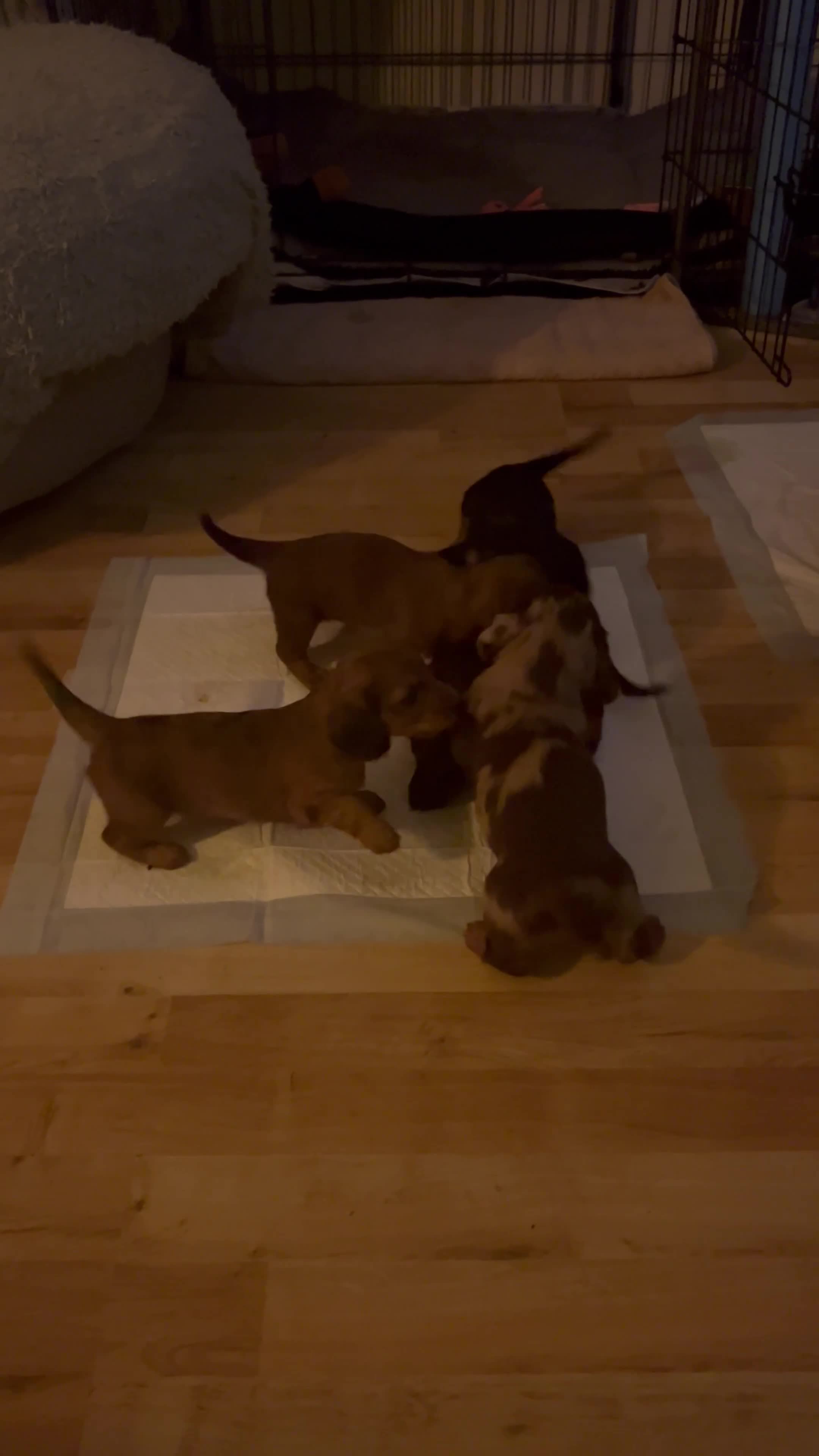 Dachshund dogs for sale: KC Registered Standard Long Hair Dachshund Puppies - Video 2