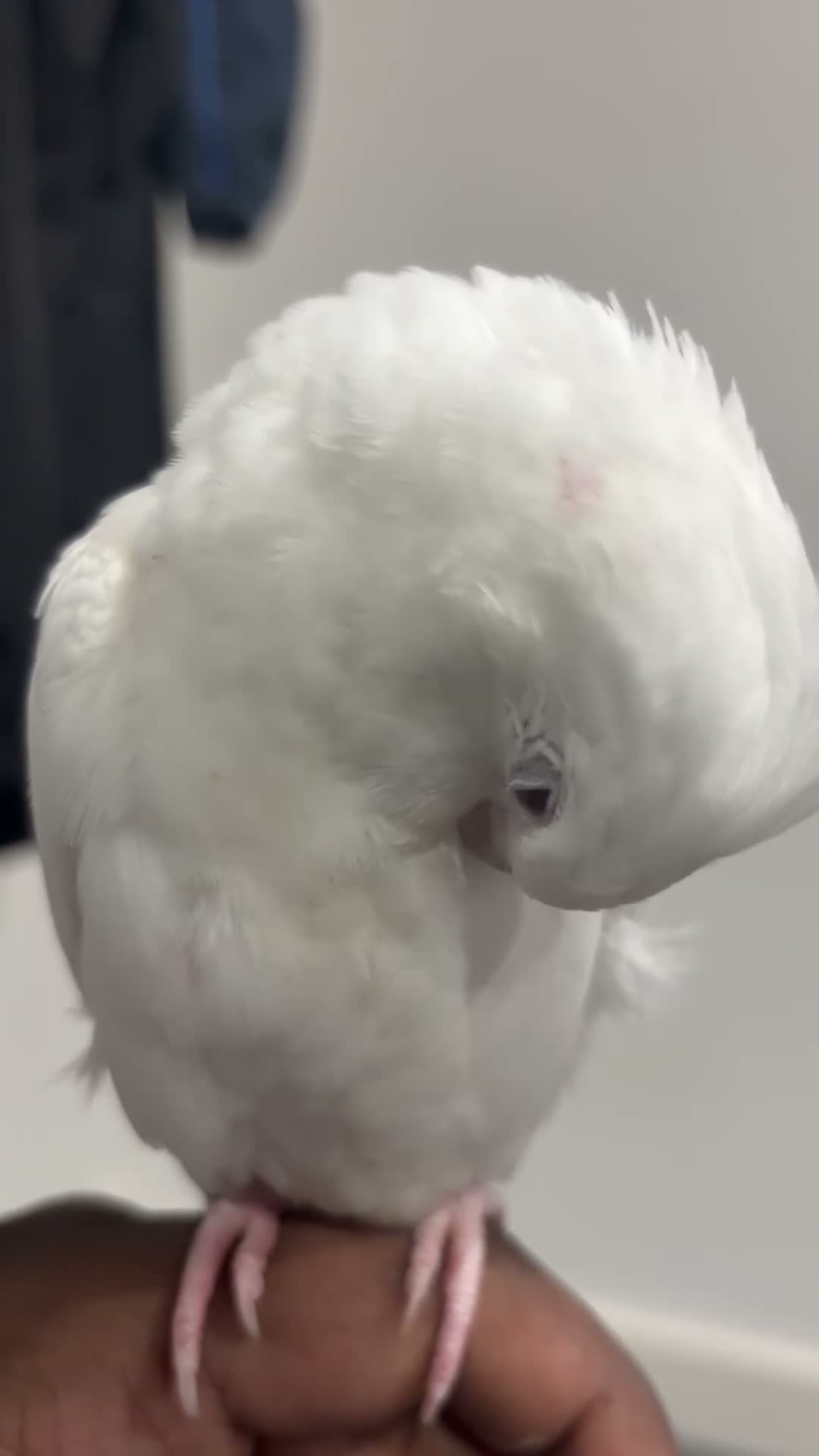 Cockatiels birds for sale: Hand Reared Abino Baby Cockatiel - Video 2