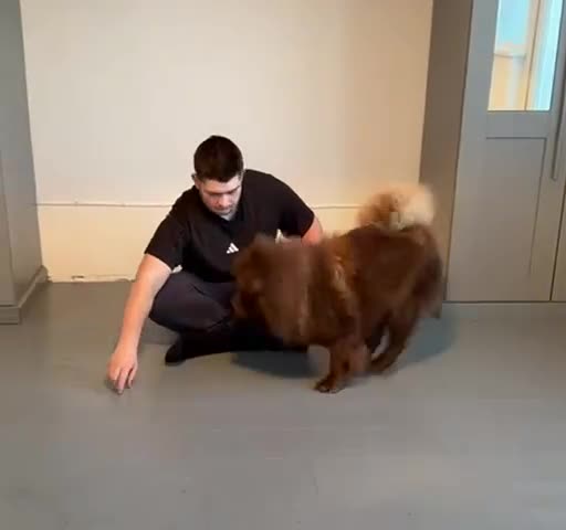 Chow Chow dogs for sale: 1 year old kc reg chocolate female chow chow - Video 1