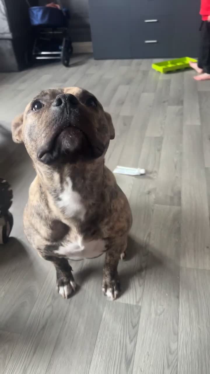 Mixed Breed dogs for sale: Rufus the pocket bully  in Hull - Video 1