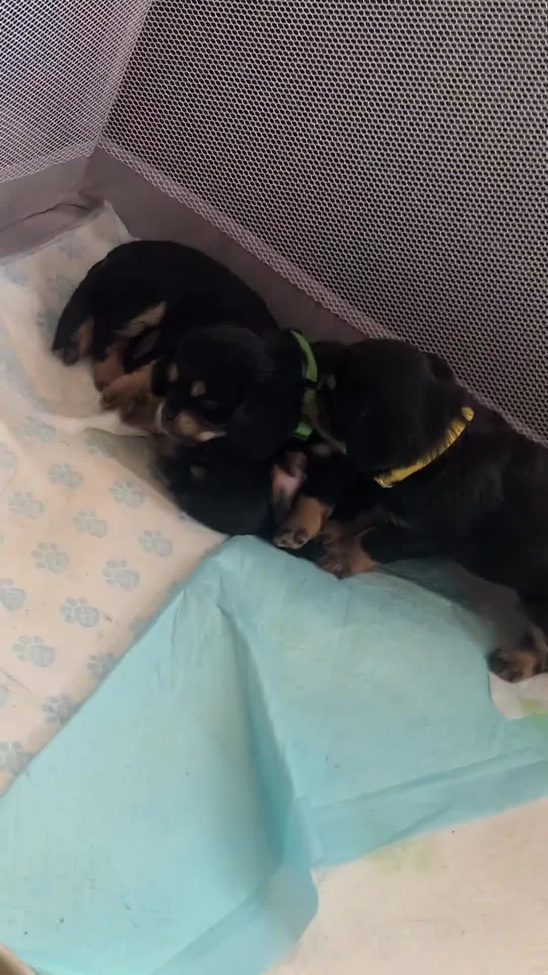 Cavalier King Charles Spaniel dogs for sale: Beautiful Chunky King Charles spaniel puppies  - Video 1