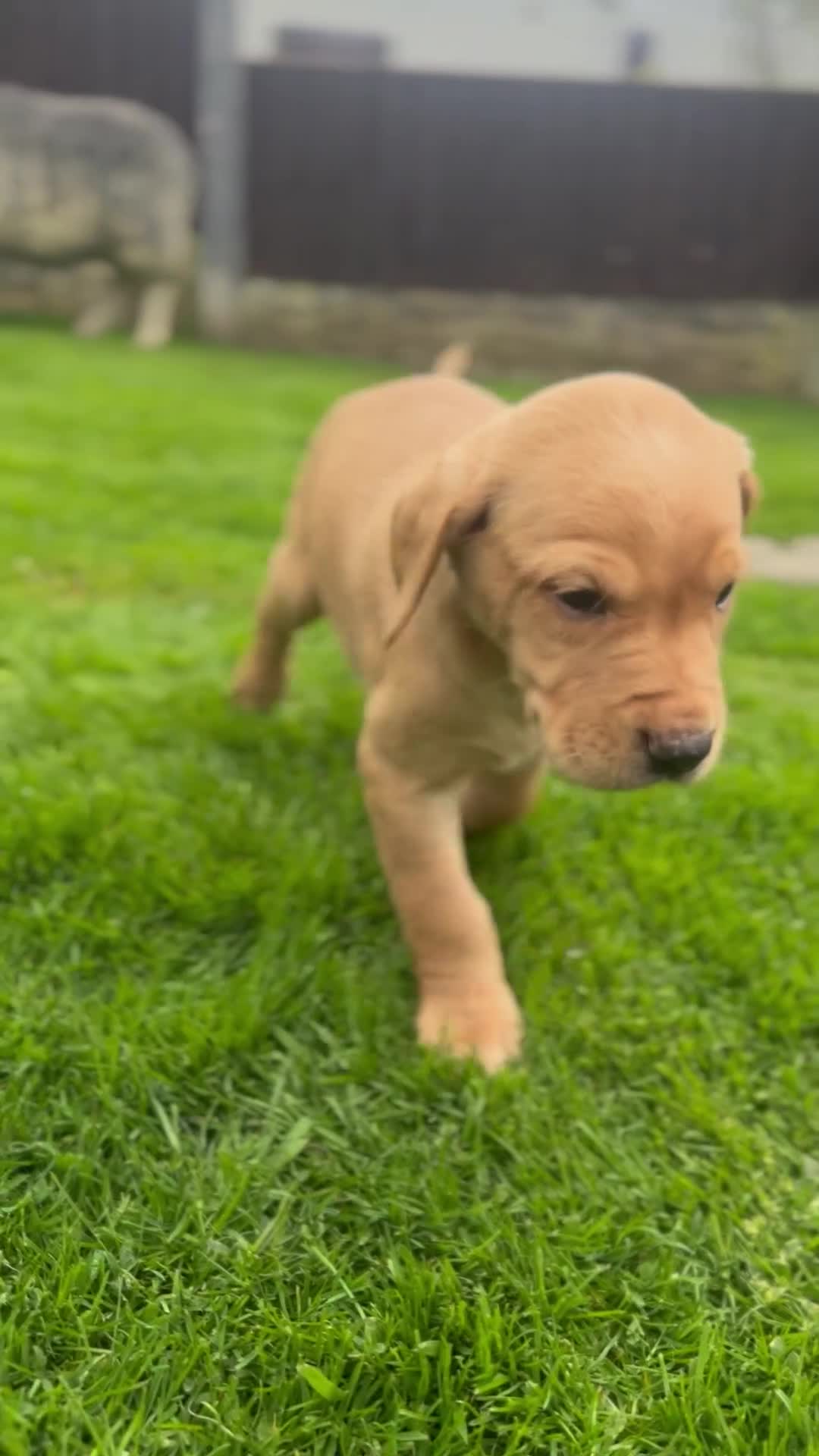 Labrador Retriever dogs for sale:  KC registered fox red lab puppies 1 FEMALE LEFT ! - Video 1