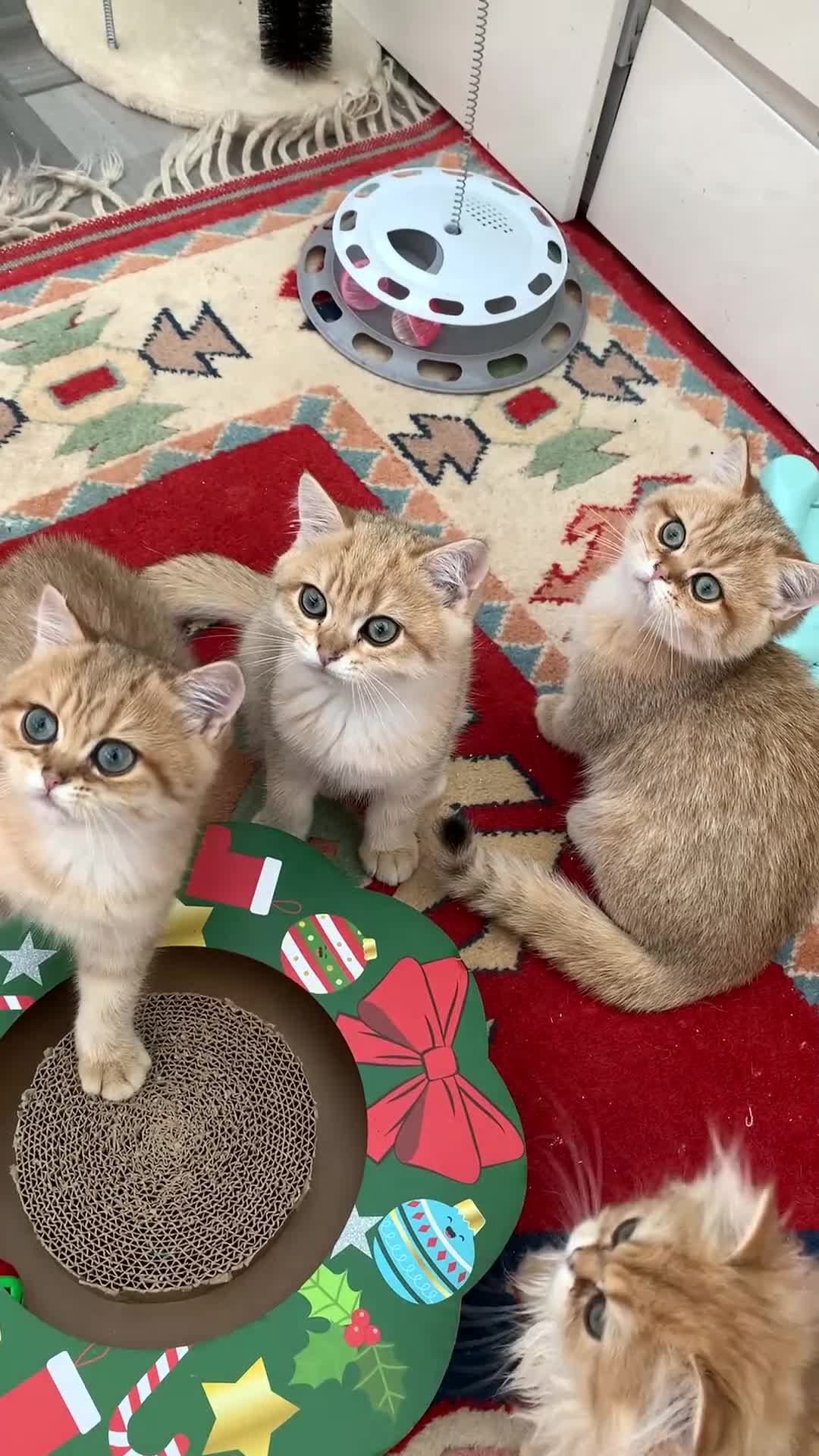 British Shorthair cats for sale:  GCCF champion lines Ny12  Bsh golden chinchilla  - Video 3