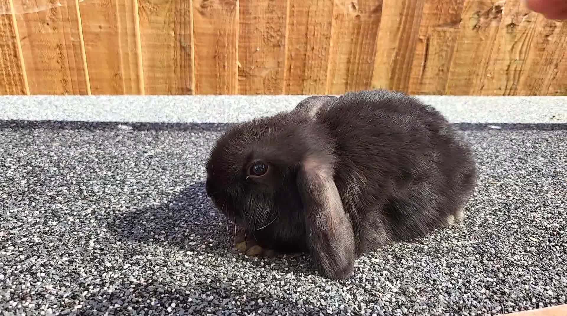 Mini Lop rabbits for sale: Mini lops 2 males - Video 2