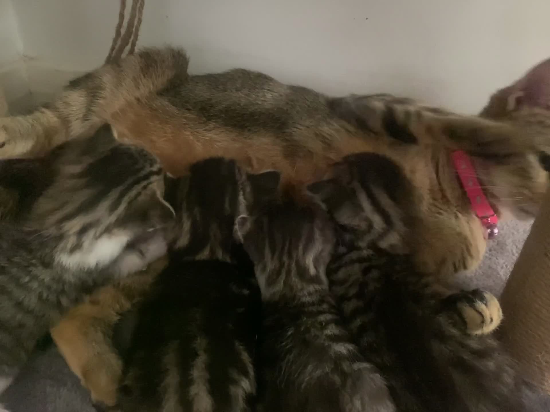 Mixed Breed cats for sale: Tabby Kittens in Kidderminster - Video 1