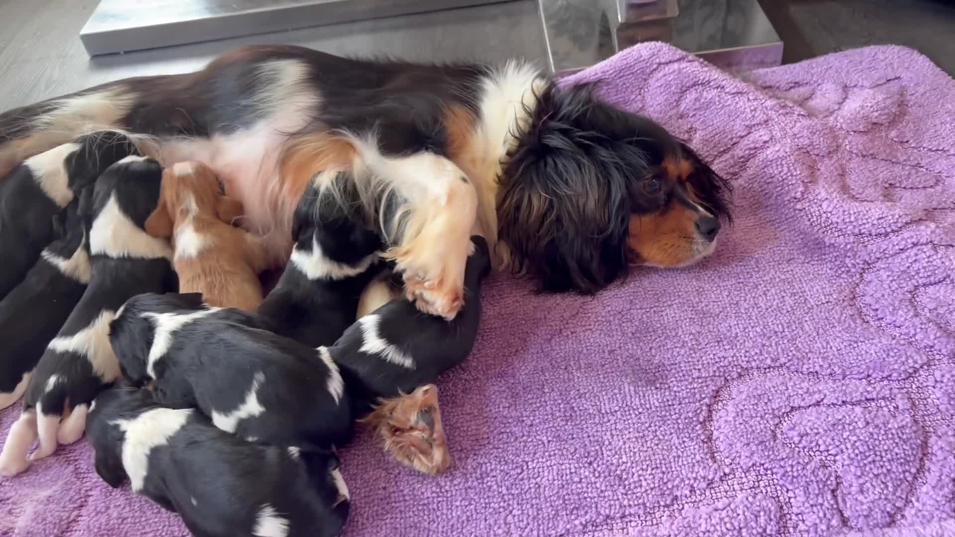 Cavalier King Charles Spaniel dogs for sale: KC registered King Charles cavaliers  - Video 1