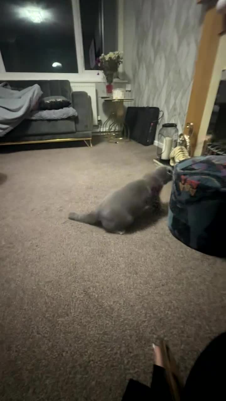 Scottish Fold cats for sale: Beautiful soft baby girl! - Video 2