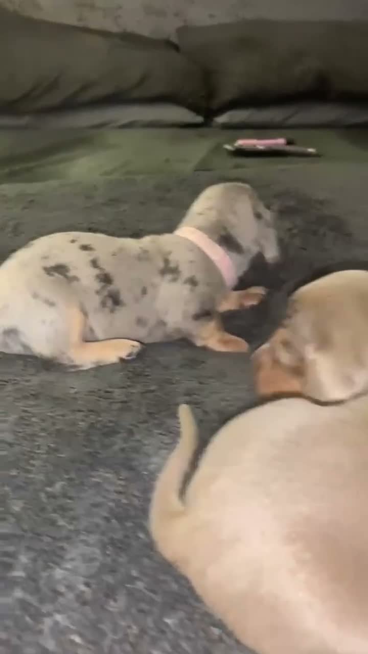 Miniature Dachshund dogs for sale: Blue Isabella dapple and Isabella and tan girls  in Walsall - Video 2