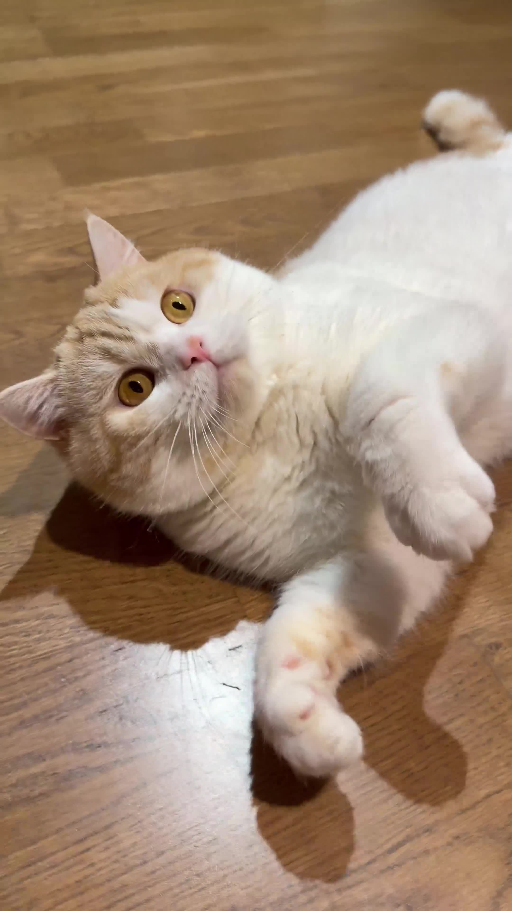 British Shorthair cats for sale: Ginger in London - Video 1