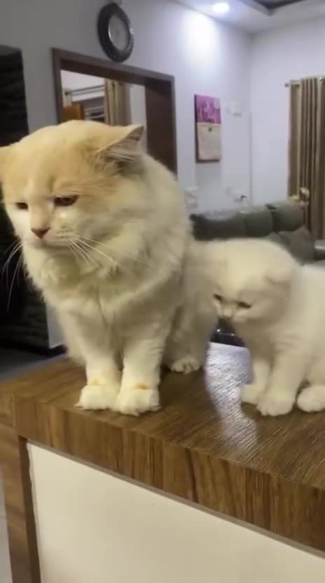 Mixed Breed cats for sale: Julie in Luton - Video 1