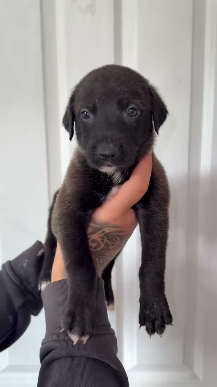 Lurcher dogs for sale: Collie bull greyhound  - Video 1