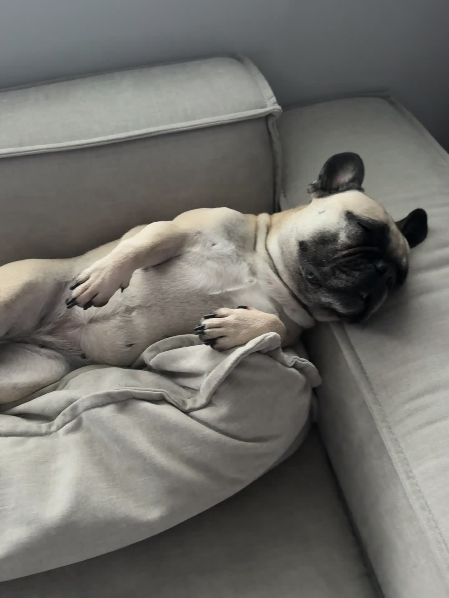 French Bulldog dogs for sale: Loving Home Wanted - Frenchie  - Video 1