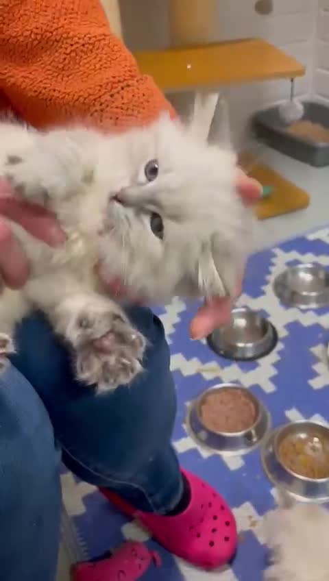 Siberian cats for sale: Tica registered kittens - Video 2