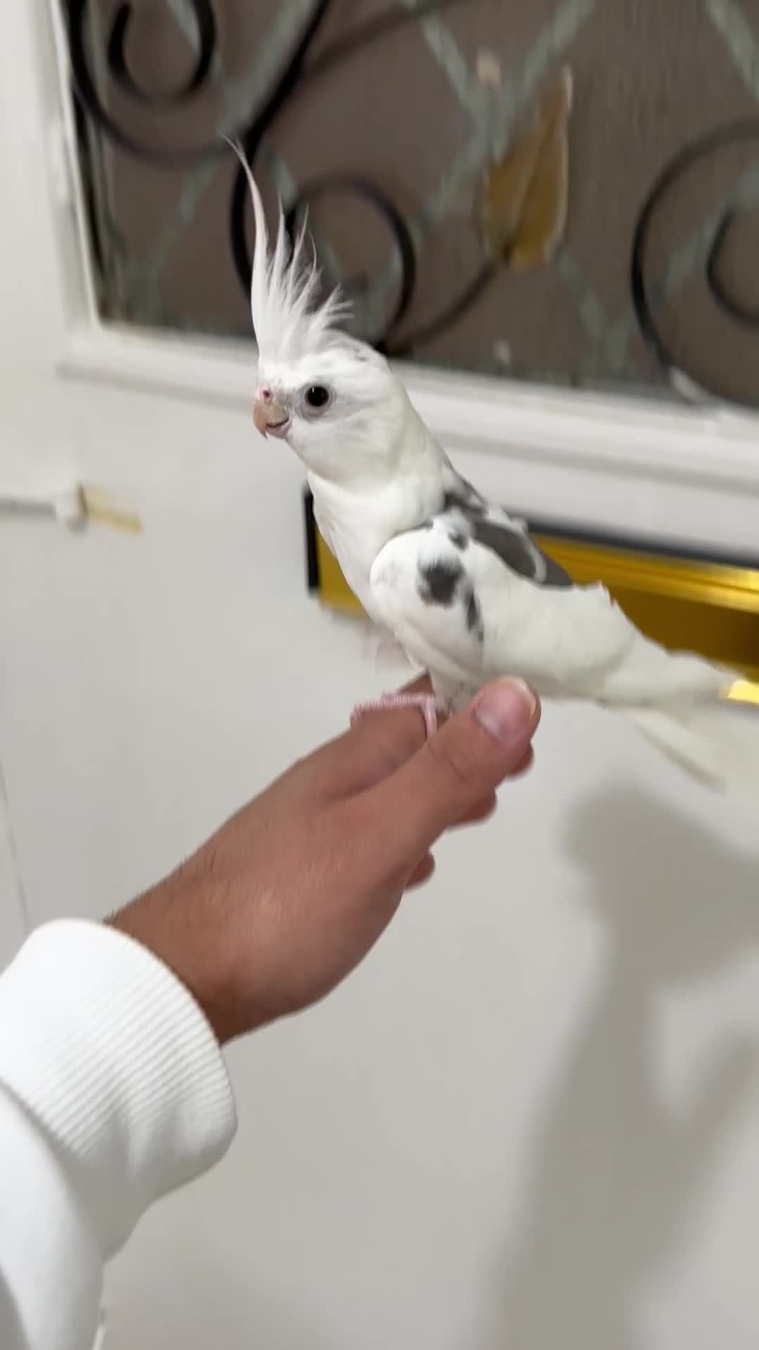 Cockatiels birds for sale:  Male Tame cockatiel for sale  - Video 2