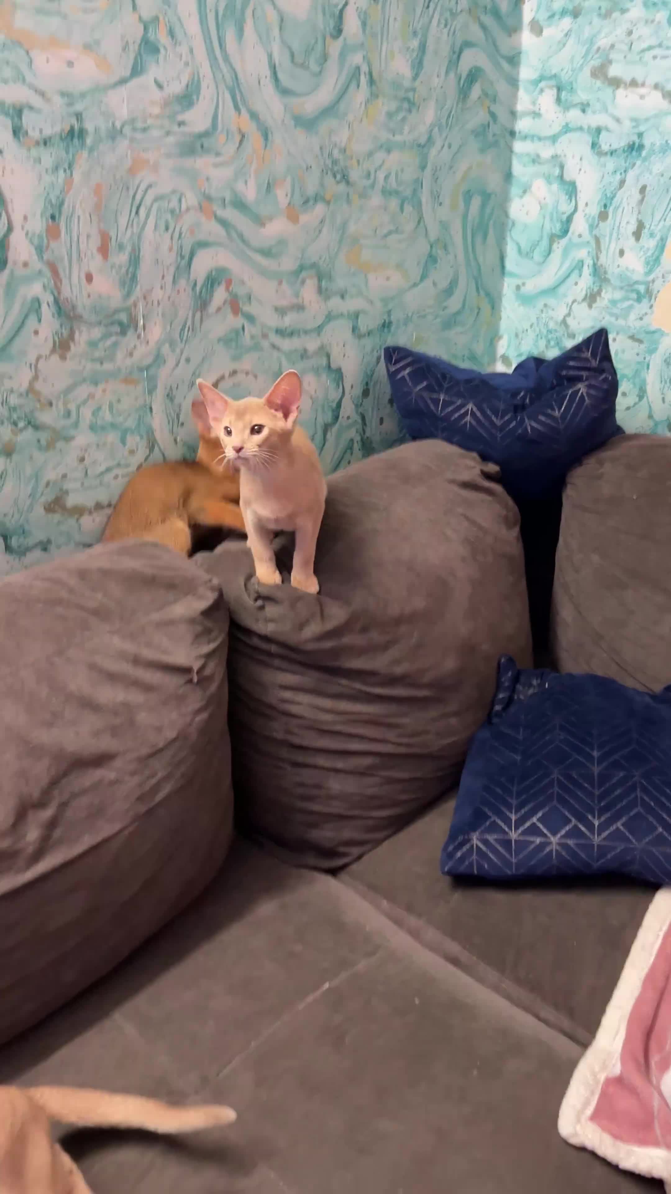 Abyssinian cats for sale: Ready for a new home - Video 1