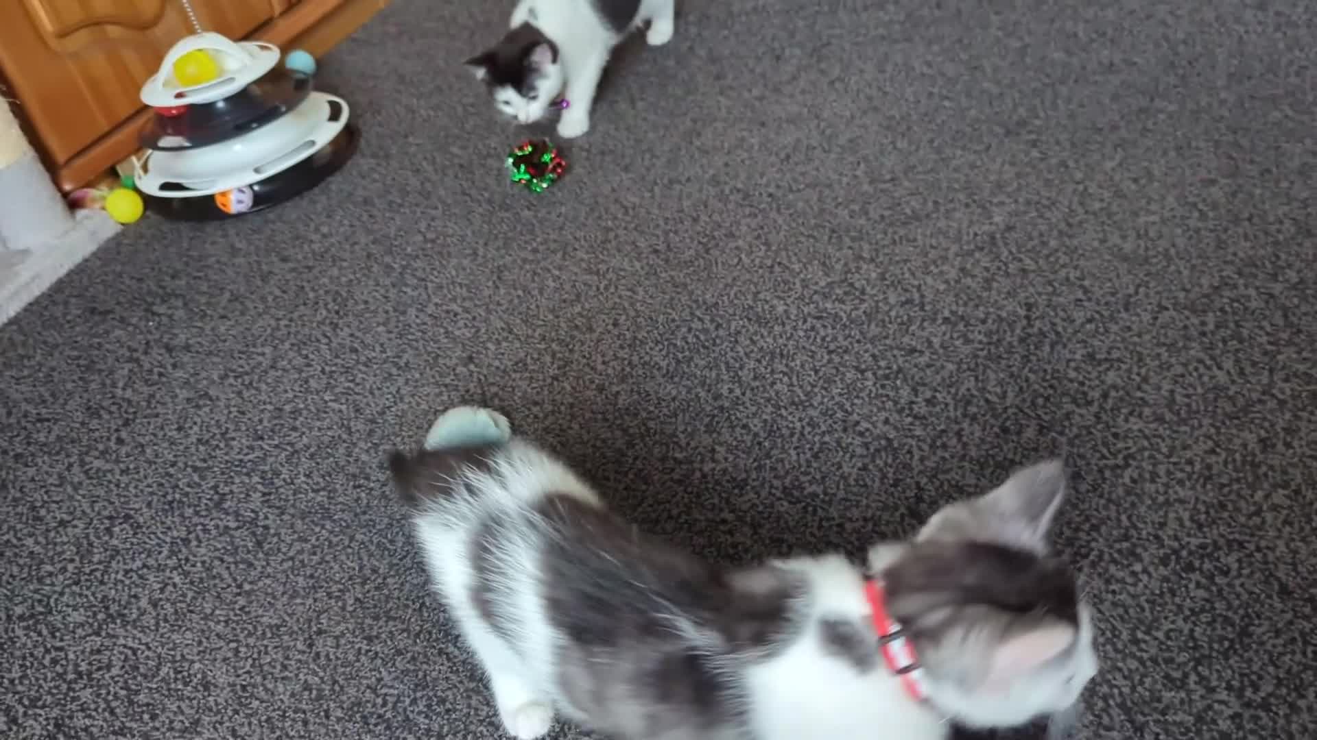 Domestic Shorthair cats for sale: 2 Beautiful Female Kittens Available for Rehoming - Video 1