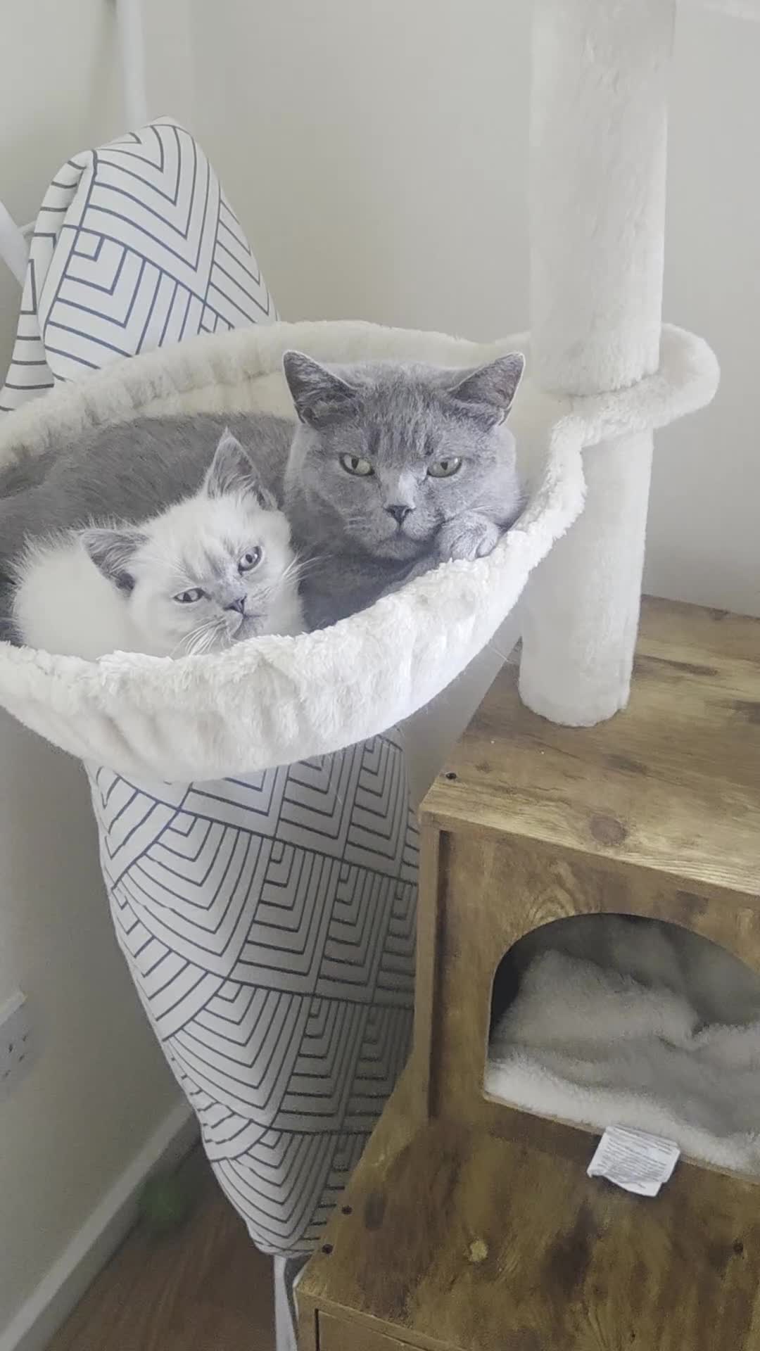 Mixed Breed cats for sale: British-shorthair cross ragdoll  in Glasgow - Video 4